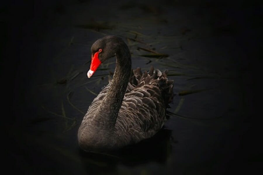 Qué es un cisne negro